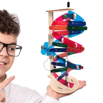 Набор моделей ДНК человеческих генов Научно Образовательные компоненты модели ДНК Гены человека Обучающая игрушка Обучающая модель спирали ДНК Пособие