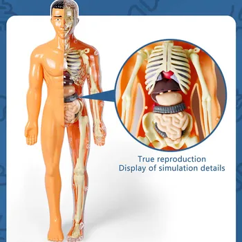 3D модель человеческого тела Игрушки Обучающие Игрушки для сборки органов человеческого тела Обучающие инструменты для детей Игрушки для раннего обучения