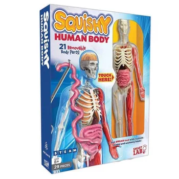 Мягкая модель для обучения анатомии органов человеческого тела, сердце, печень, Череп, мозг, Легкие, игрушки для сборки